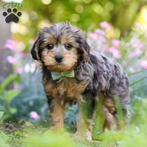 Lincoln, Yorkie Poo Puppy
